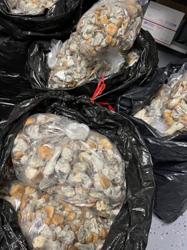 Buy magic mushrooms online - magic mushrooms for sale
